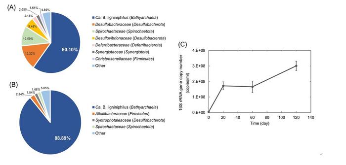Figure 1 Microbial composition of enrichment cultures and growth curves of the cultured Ca. B. ligniniphilus.           Figure 2 An overview of the central metabolic pathway of Ca. B. ligniniphilus.