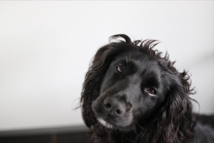 UoSSpaniel