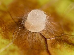 Mycelium of phytophthora palmivora