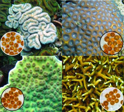 Symbionts (1 of 3)