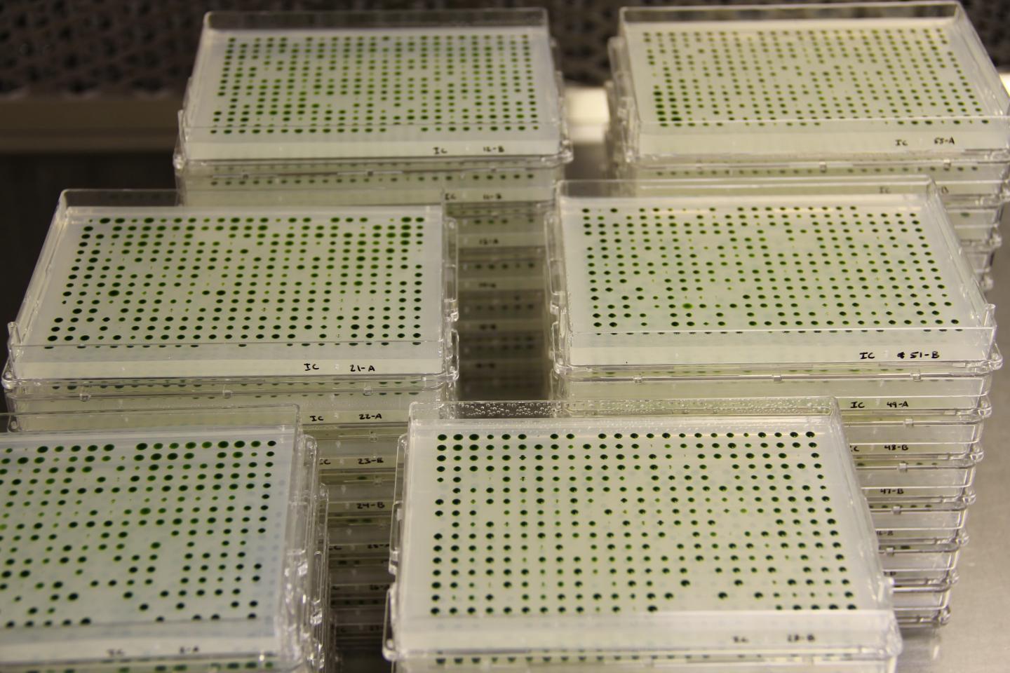 Plates Containing Colonies Of Algae
