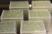 Plates Containing Colonies Of Algae