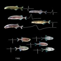 Why Do Mormyrid Fish Have Two Different Signal Systems?