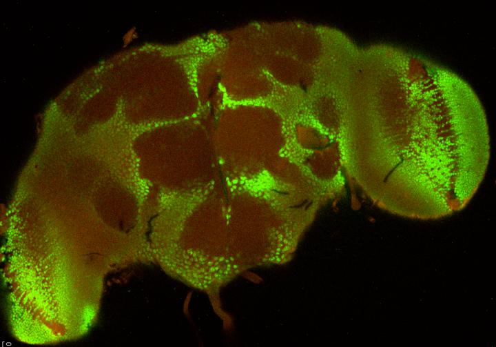 Fruit Fly Brain