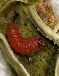 Pink Bollworm