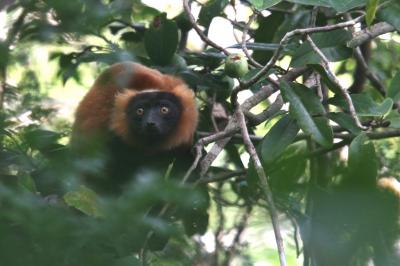 Piecing Together an Extinct Lemur, Large as a Big Baboon (2 of 3)