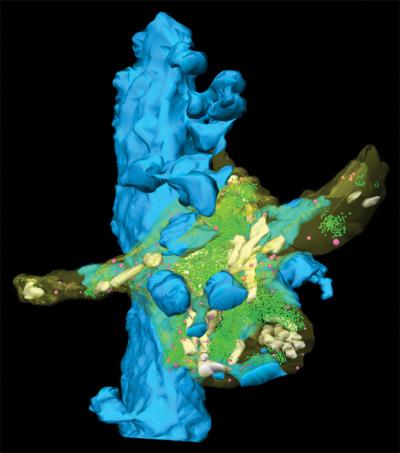 3D-Volume Reconstruction of Adult Hippocampal Mossy Fiber Bouton and Its Target Structure