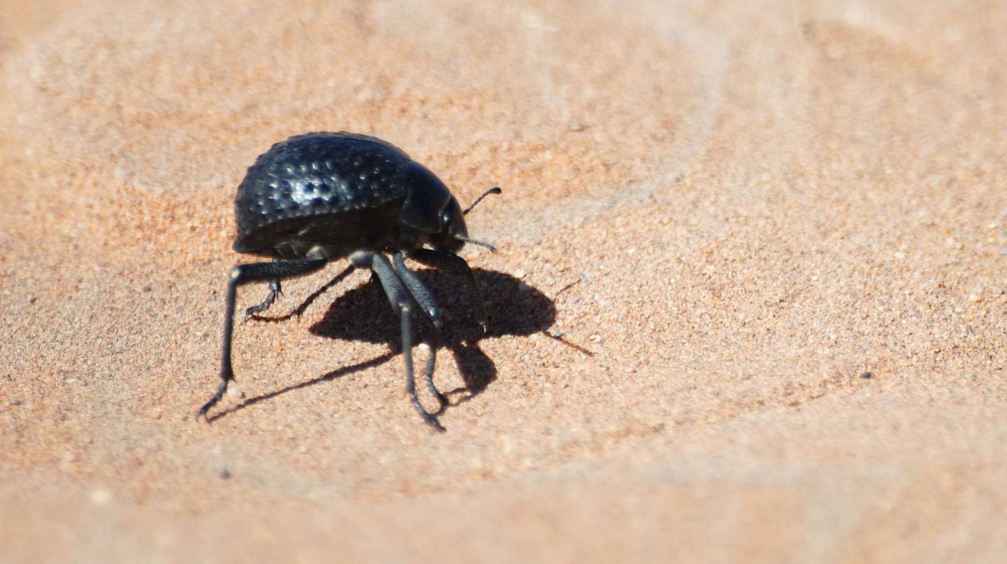 A Lesson from a Beetle