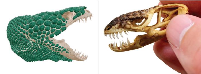 CT scan of Heloderma horridum next to its actual skull
