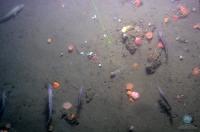 Carbonate Crust at the Arctic Ocean Floor