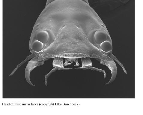 Larva