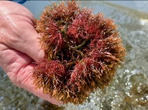 Seaweed integration boosts efficiency and cuts waste in aquaculture, study finds