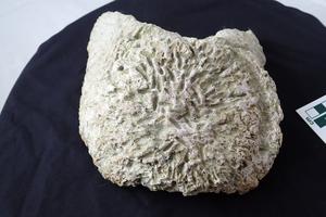 Nuevos descubrimientos sobre los restos de titanosaurios del yacimiento de Lo Hueco, en España