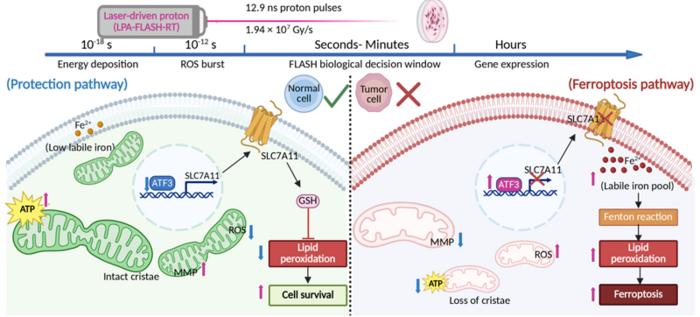 Nanosecond Proton FLASH Radiotherapy Reduces Normal Cell Damage