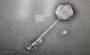 Photo of Phage G