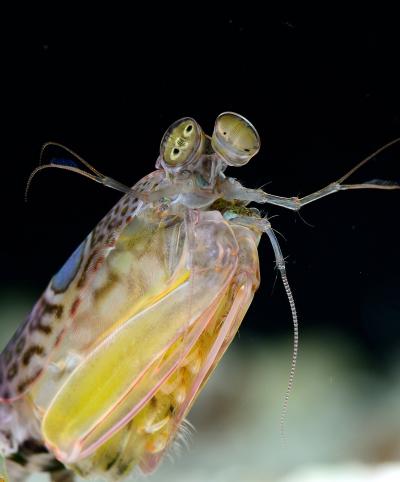 Nothing Sees Color Like the Mantis Shrimp (14 of 18)
