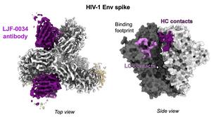 HIV vaccine study uncovers powerful new antibody target