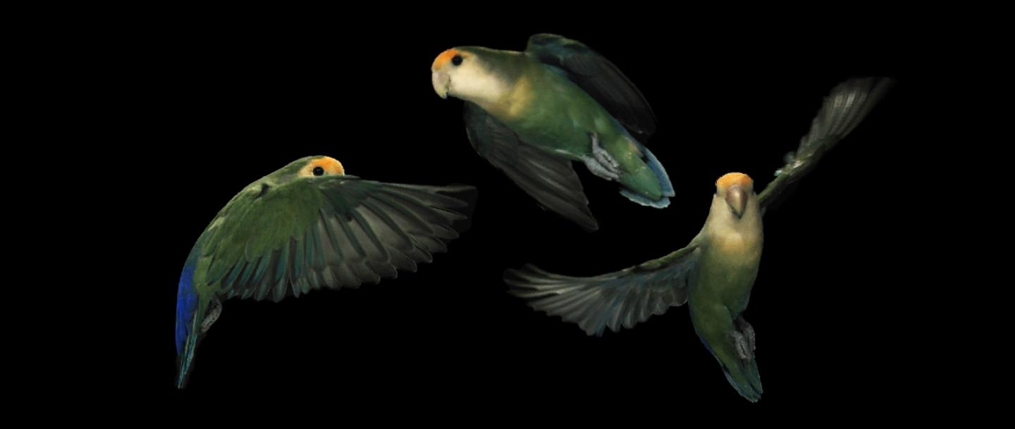 Lovebird