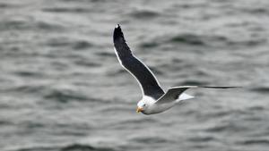 A lesser black-backed gull