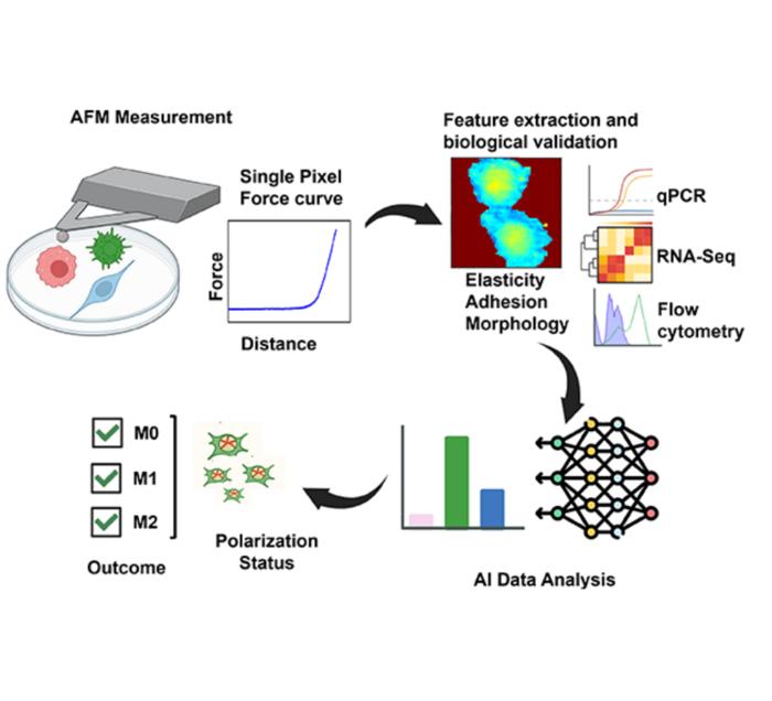Predicting macrophage polarization states with deep learning from atomic force microscopy force-distance curves