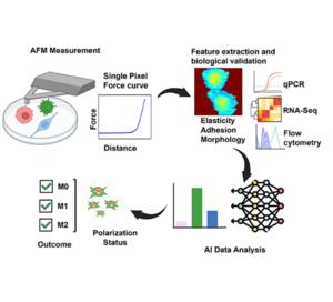 Predicting macrophage polarization states with deep learning from atomic force microscopy force-distance curves