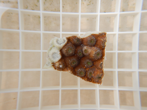 A piece of diseased great star coral for testing and treatment