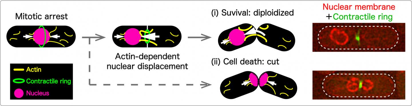 Actin-dependent nuclear displacement observed in several mitotic mutants in fission yeast.