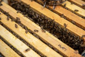 One of the Oxford Bee Lab's hives.