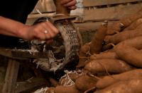 Cassava Processing