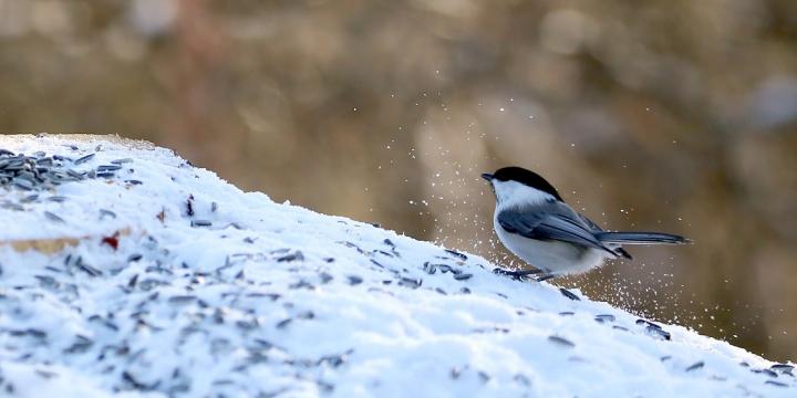 Willow Tits Need Each Other to Survive the Winter