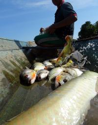 Fish in Boat