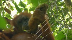 Infant peering at its mother eating slow loris