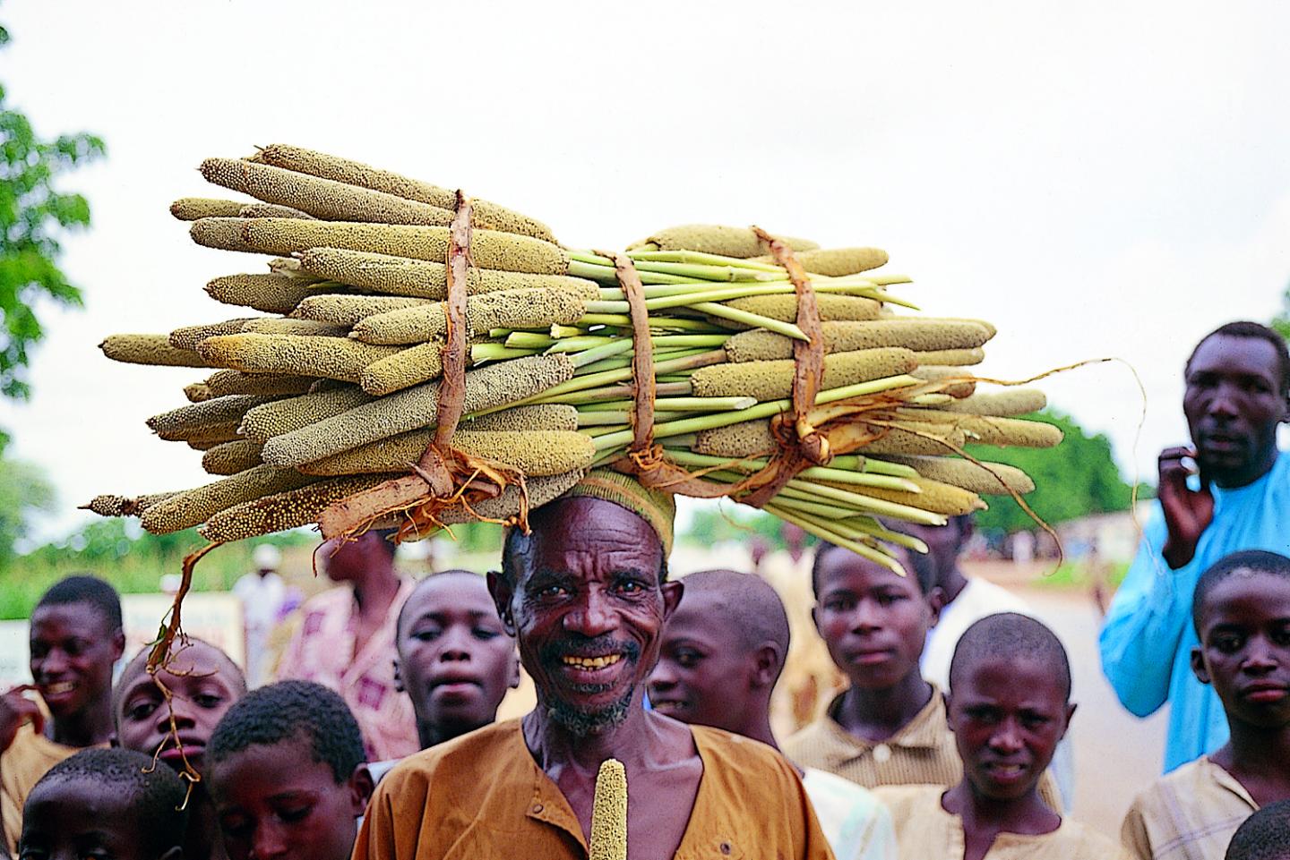 Pearl Millet