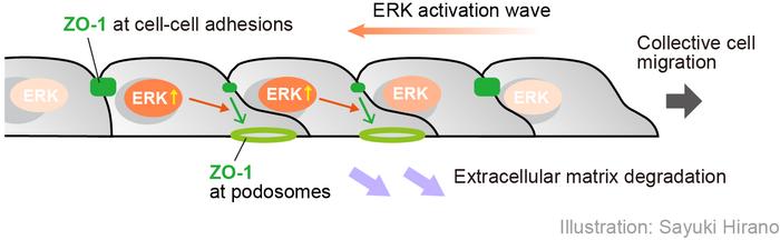 Understanding the mechanisms of collective cell movement