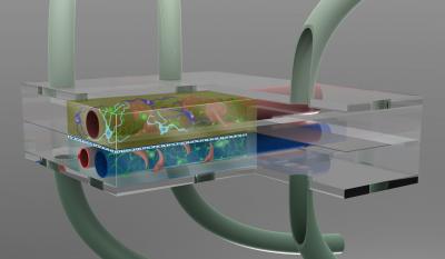 Artist's Conception of Microbrain Bioreactor