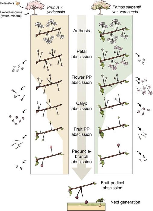 Diagram of the hierarchical abscission program regulating reproductive allocation in P. yedoensis and P. sargentii.