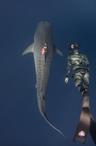 Researcher swimming with a shark