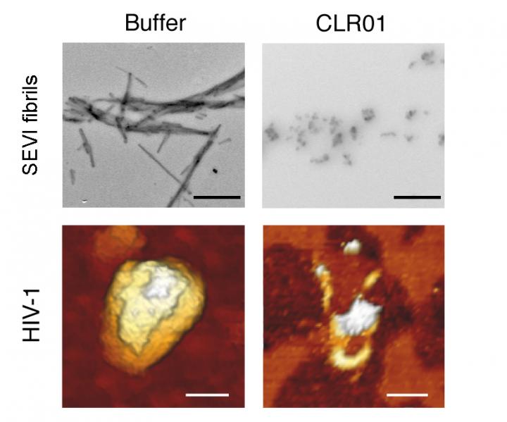 CLR01 Fibril Breakup