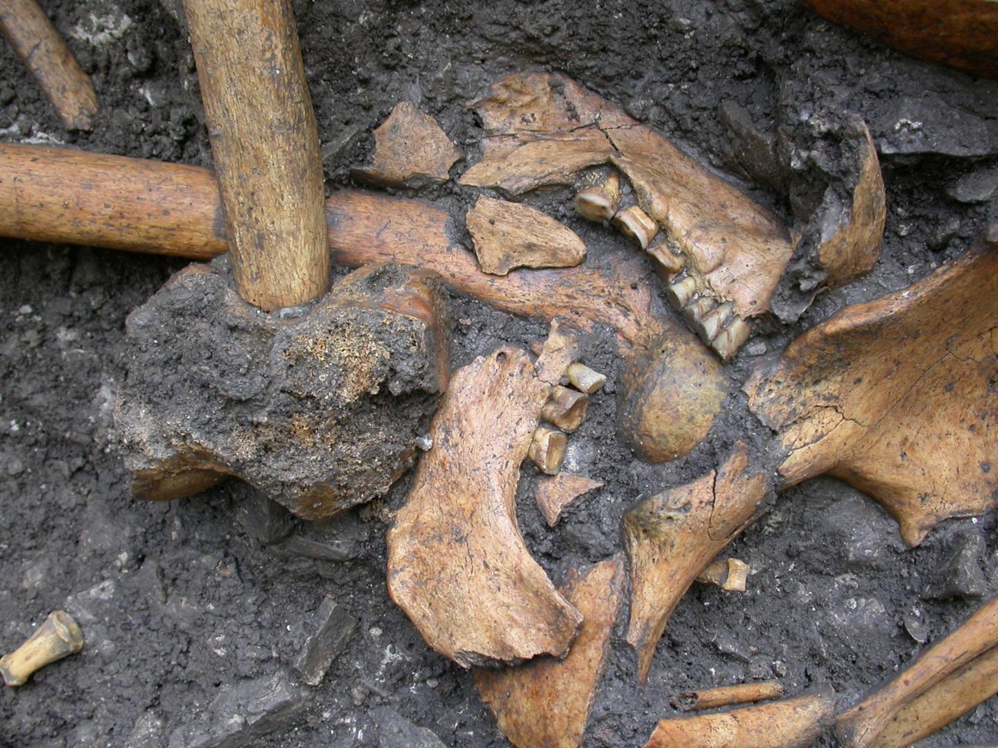 Disarticulated mandible x.11 in context U64