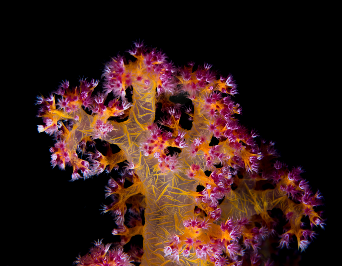 Corals survive the heat with bacterial help