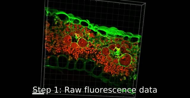 Video of the Leaf Cross Sections