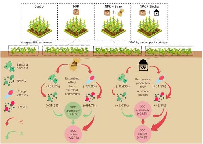 Soil organic carbon accumulation mechanisms in soil amended with straw and biochar: entombing effect or biochemical protection?