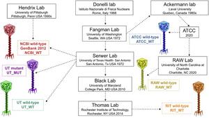 Illustration of lab history of Phage G