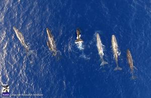 Sperm whales logging landscape