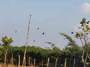 New viruses discovered in bat kidneys in Yunnan province