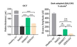 In dry AMD models, ISM9077 significantly improved retinal structural integrity and visual function.