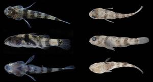 Photographs of a fresh non-type specimen of Brachygobius jennie sp. nov.