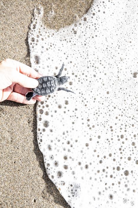 Loggerhead Hatchling