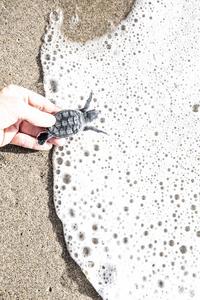 Loggerhead Hatchling