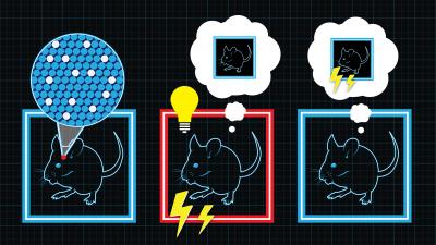 Creating a False Memory in the Brain of Mice